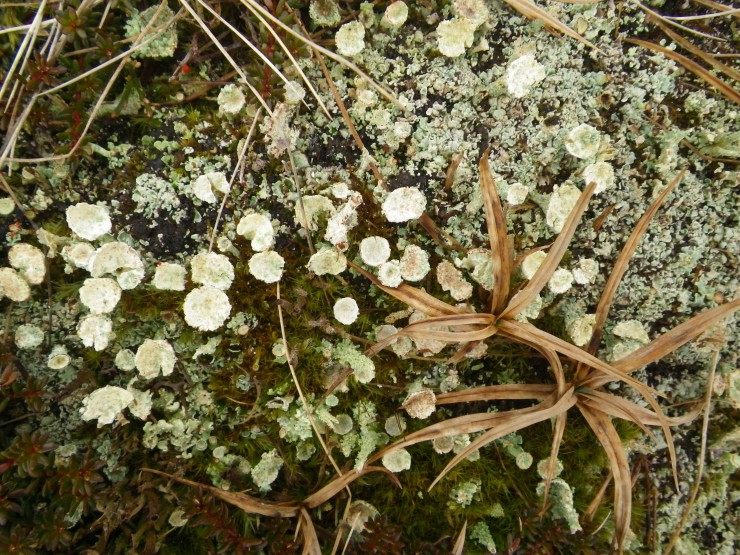 Pixie Cup (Cladonia coccifera) lichens