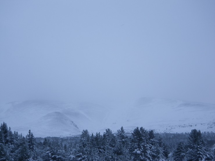 Wind blasted Cairngorms above trees at Glenmore