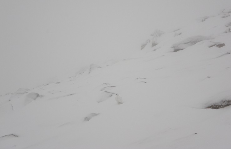 Poor visibility all day, this was at 900m. Spot the ptarmigan