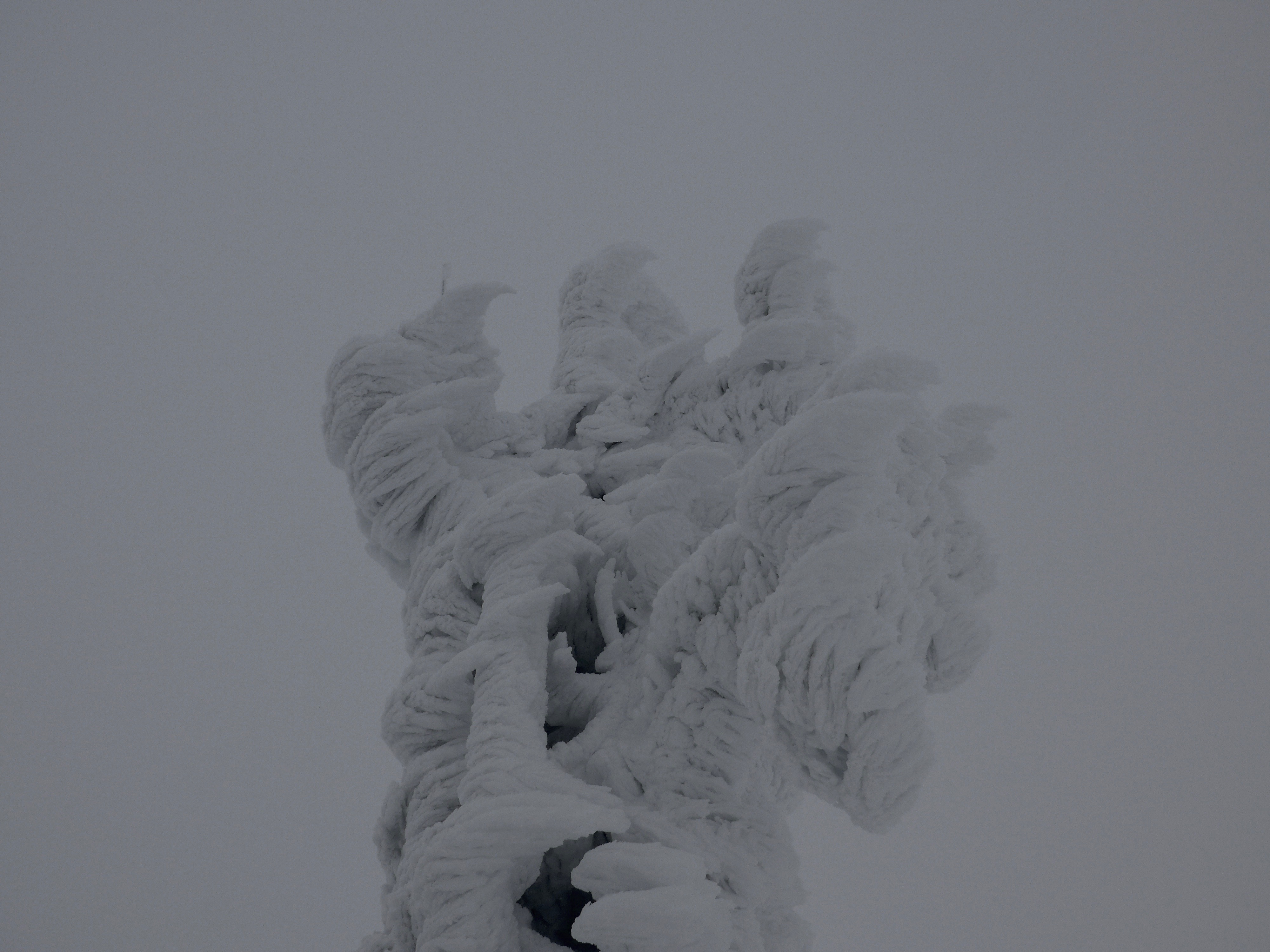 Is this the Old Man ? Rime ice sculpture on Cairngorm