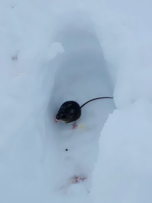 Of mice and snow