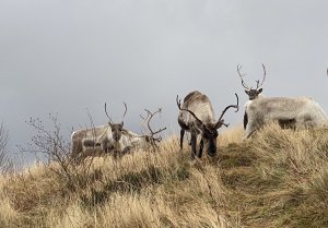 Diminishing snowpack