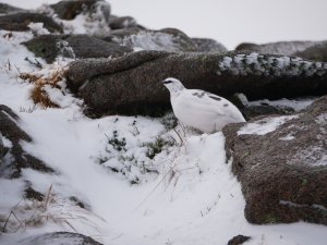 Cryosphere hanging on…