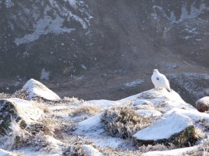 A Micro Dusting of Snow