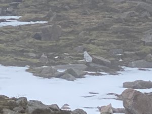 Low cloud and drizzle